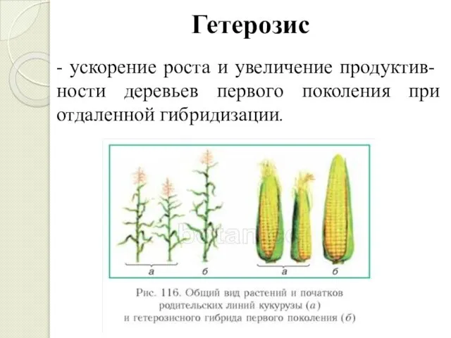 Гетерозис - ускорение роста и уве­личение продуктив-ности деревьев первого поколения при отдаленной гибридизации.