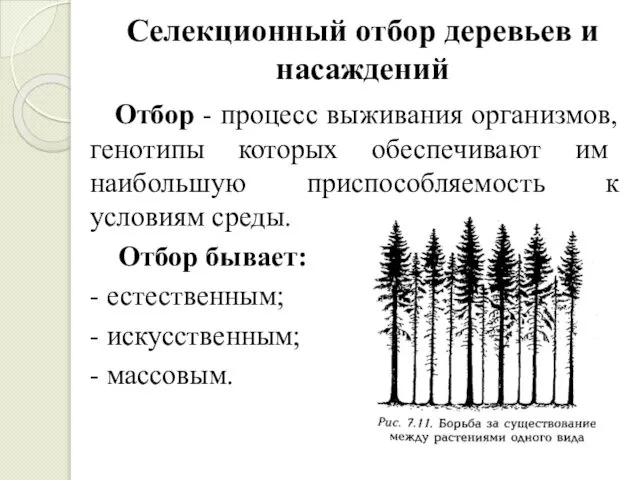 Селекционный отбор деревьев и насаждений Отбор - процесс выживания организмов, генотипы