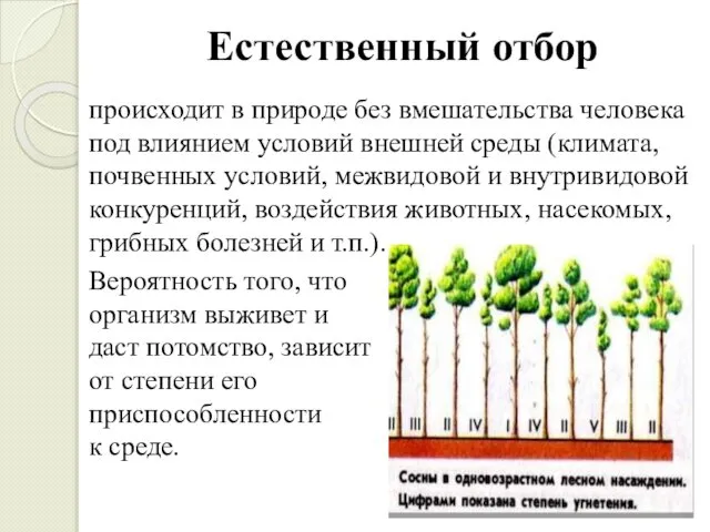 Естественный отбор происходит в природе без вмешательства че­ловека под влиянием условий