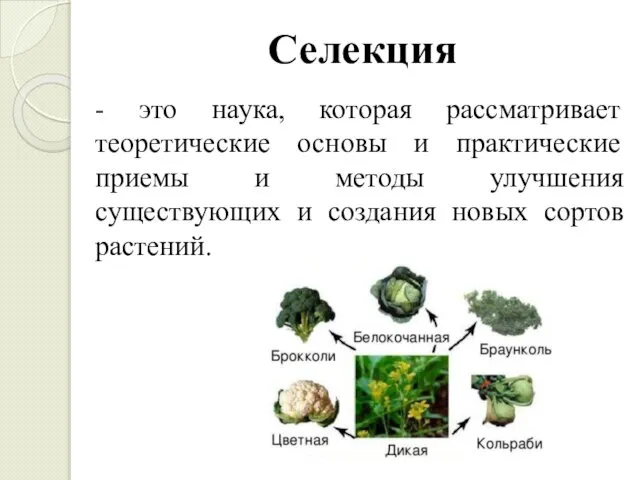 Селекция - это наука, которая рассматривает теоретические ос­новы и практические приемы