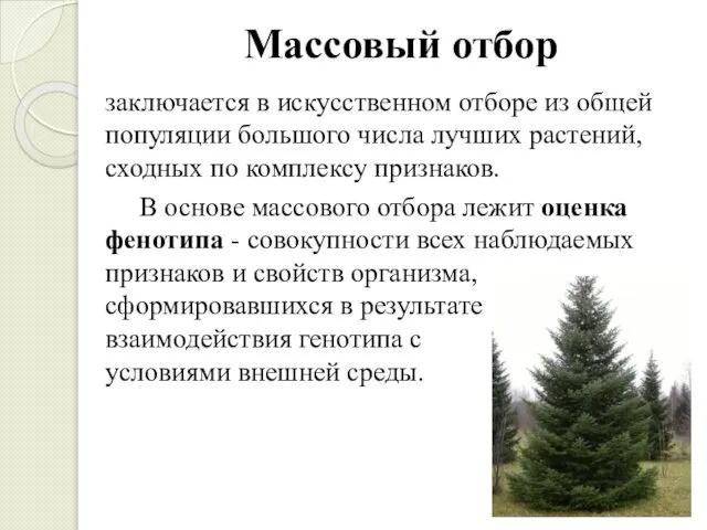 Массовый отбор заключается в искусственном отборе из общей популяции большого числа