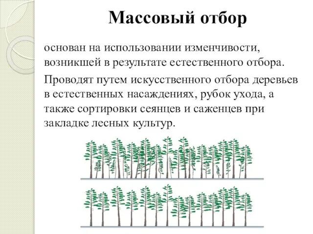 Массовый отбор основан на использовании изменчивости, возникшей в результате естественного отбора.