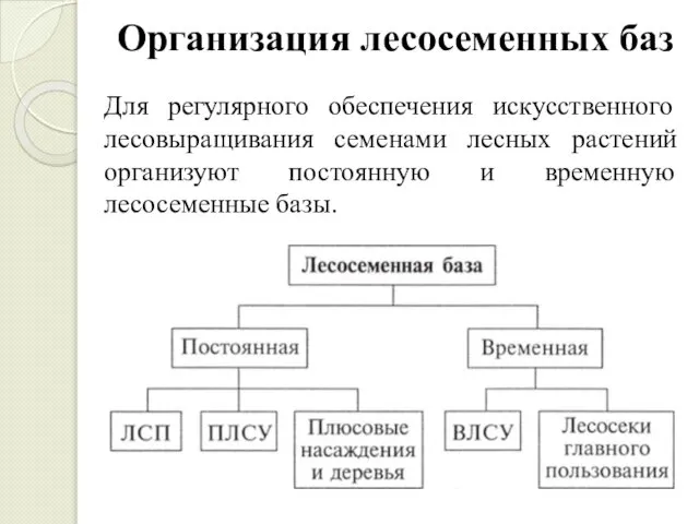 Организация лесосеменных баз Для регулярного обеспечения искусственного лесовыращивания семенами лесных растений