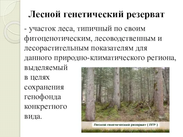 Лесной генетический резерват - участок леса, типичный по своим фитоценотическим, лесоводственным