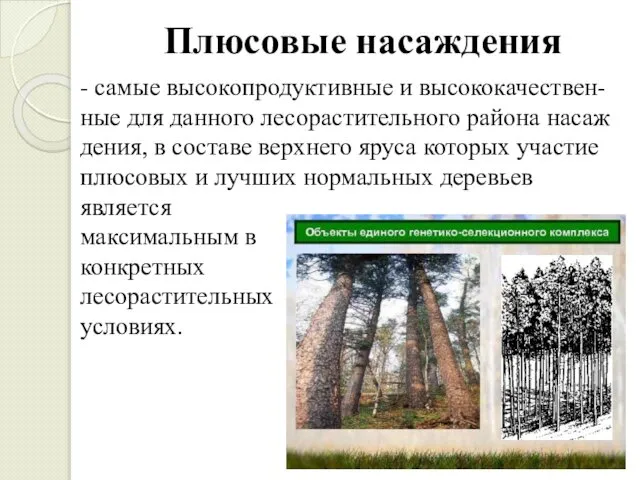 Плюсовые насаждения - самые высоко­продуктивные и высококачествен-ные для данного лесорастительного района