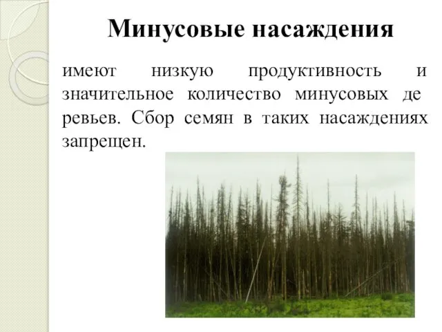 Минусовые насаждения имеют низкую продуктивность и значительное количество минусовых де­ревьев. Сбор семян в таких насаждениях запрещен.