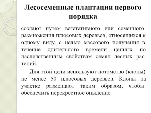 Лесосеменные плантации первого порядка создают путем вегетатив­ного или семенного размножения плюсовых