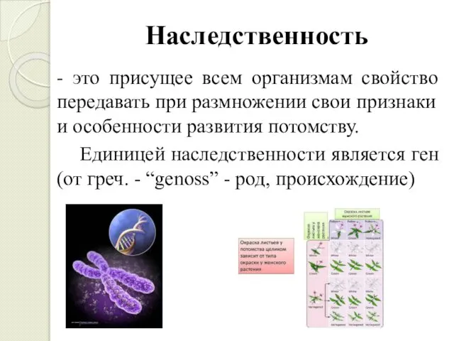 Наследственность - это присущее всем организмам свойство пе­редавать при размножении свои