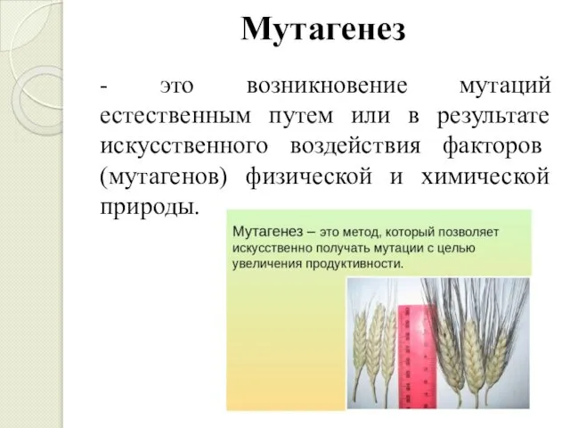 Мутагенез - это возникновение мутаций естественным путем или в результате искусственно­го