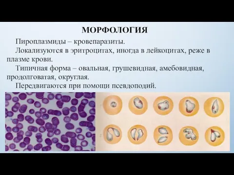 МОРФОЛОГИЯ Пироплазмиды – кровепаразиты. Локализуются в эритроцитах, иногда в лейкоцитах, реже