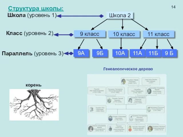 Структура школы: Генеалогическое дерево 14