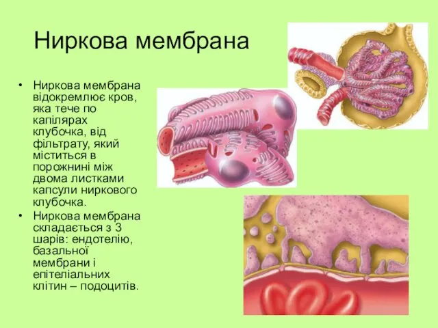 Ниркова мембрана Ниркова мембрана відокремлює кров, яка тече по капілярах клубочка,