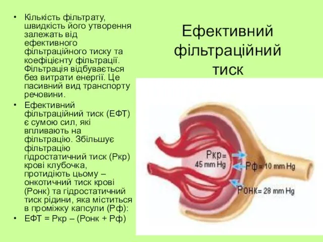 Ефективний фільтраційний тиск Кількість фільтрату, швидкість його утворення залежать від ефективного