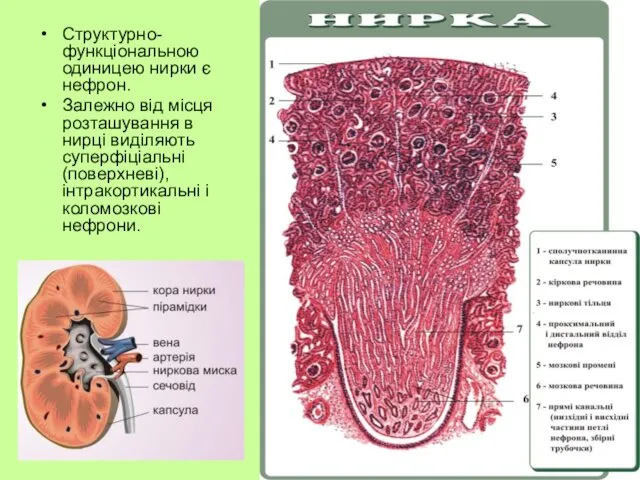 Структурно-функціональною одиницею нирки є нефрон. Залежно від місця розташування в нирці