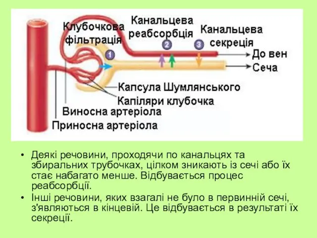 Деякі речовини, проходячи по канальцях та збиральних трубочках, цілком зникають із