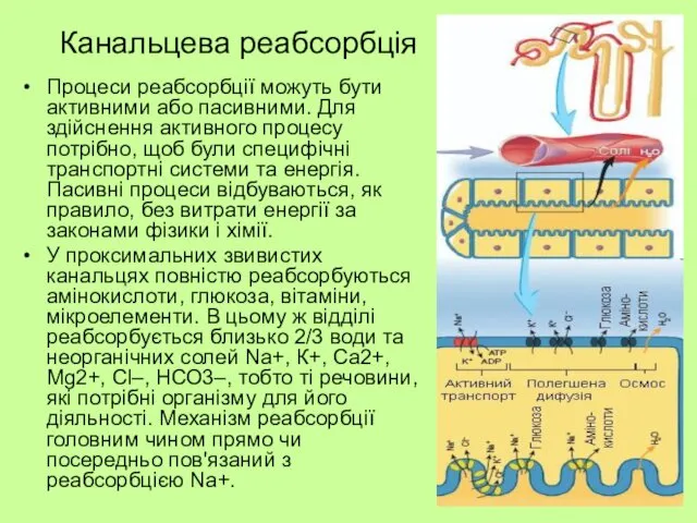 Канальцева реабсорбція Процеси реабсорбції можуть бути активними або пасивними. Для здійснення