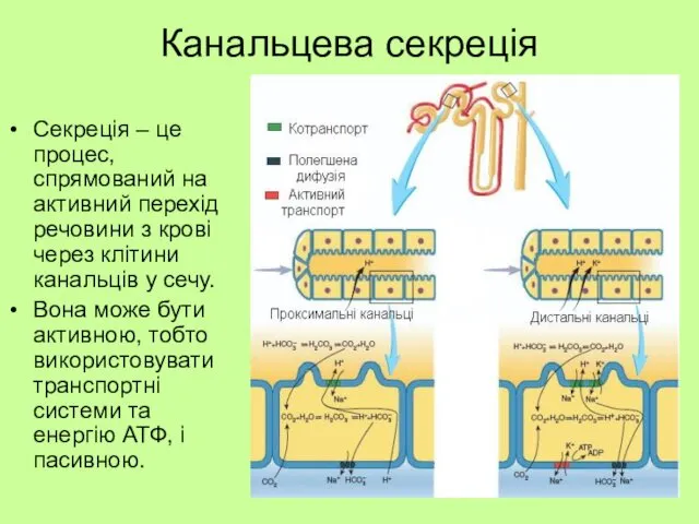 Канальцева секреція Секреція – це процес, спрямований на активний перехід речовини