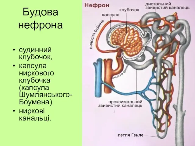 Будова нефрона судинний клубочок, капсула ниркового клубочка (капсула Шумлянського-Боумена) ниркові канальці.