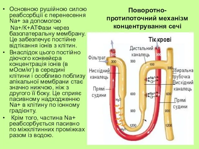 Поворотно-протипоточний механізм концентрування сечі Основною рушійною силою реабсорбції є перенесення Nа+