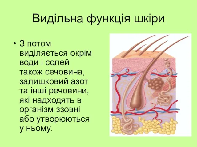 Видільна функція шкіри З потом виділяється окрім води і солей також