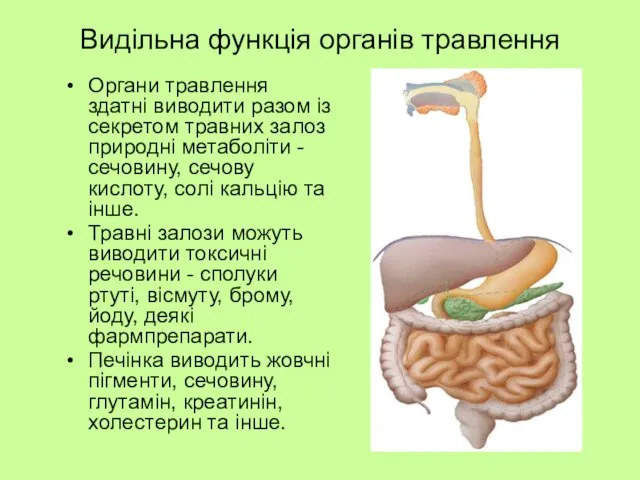 Видільна функція органів травлення Органи травлення здатні виводити разом із секретом