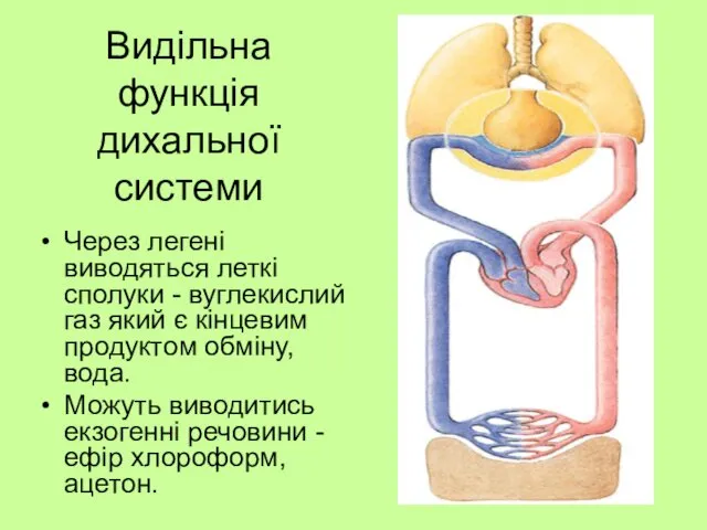 Видільна функція дихальної системи Через легені виводяться леткі сполуки - вуглекислий