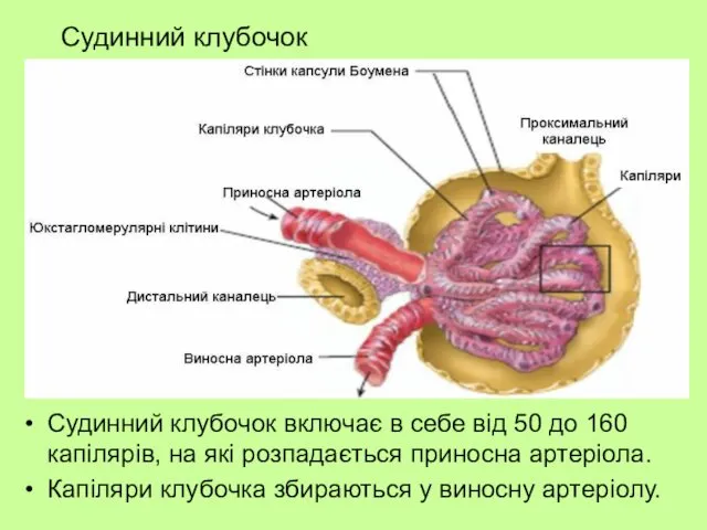 Судинний клубочок Судинний клубочок включає в себе від 50 до 160