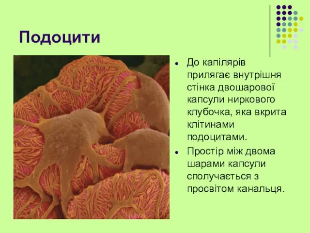 Подоцити До капілярів прилягає внутрішня стінка двошарової капсули ниркового клубочка, яка