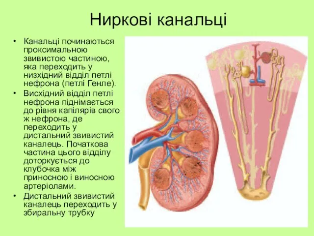 Ниркові канальці Канальці починаються проксимальною звивистою частиною, яка переходить у низхідний