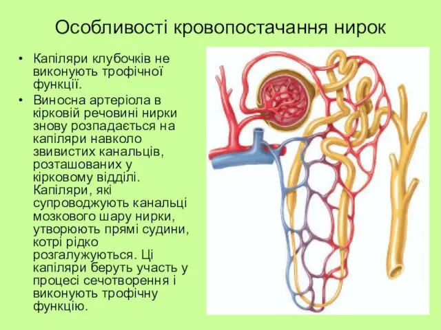 Особливості кровопостачання нирок Капіляри клубочків не виконують трофічної функції. Виносна артеріола