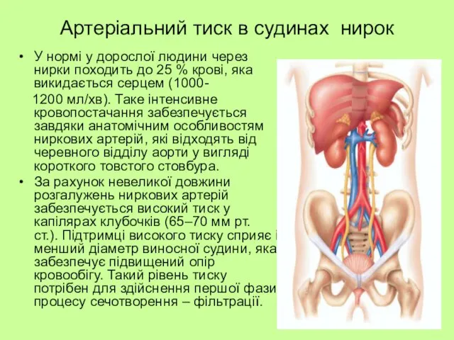 Артеріальний тиск в судинах нирок У нормі у дорослої людини через