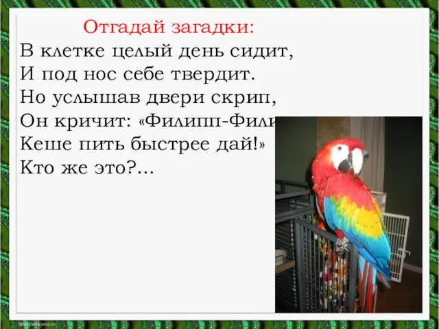 Отгадай загадки: В клетке целый день сидит, И под нос себе