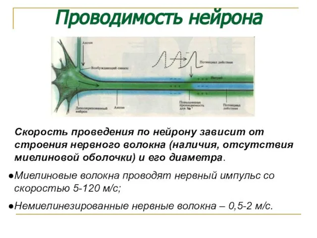 Проводимость нейрона Скорость проведения по нейрону зависит от строения нервного волокна