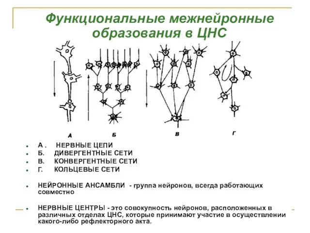 Функциональные межнейронные образования в ЦНС А . НЕРВНЫЕ ЦЕПИ Б. ДИВЕРГЕНТНЫЕ