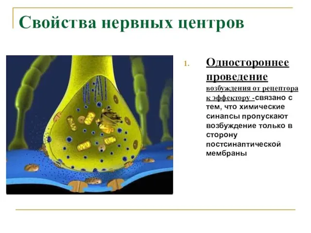 Свойства нервных центров Одностороннее проведение возбуждения от рецептора к эффектору -связано