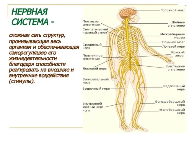 НЕРВНАЯ СИСТЕМА - сложная сеть структур, пронизывающая весь организм и обеспечивающая