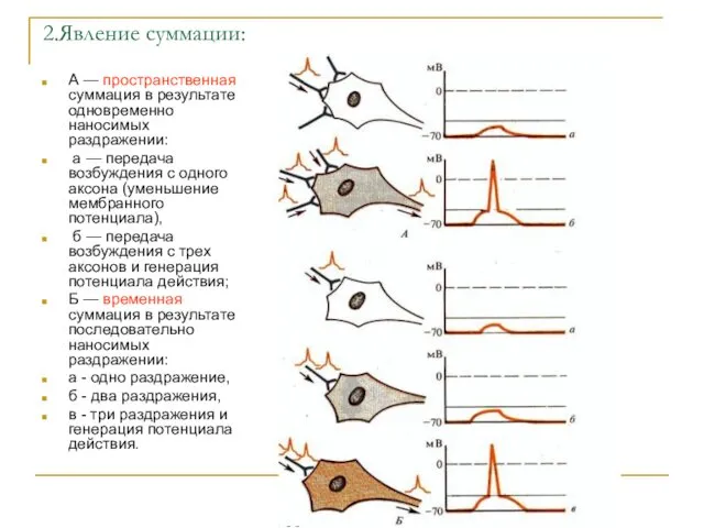 2.Явление суммации: А — пространственная суммация в результате одновременно наносимых раздражении: