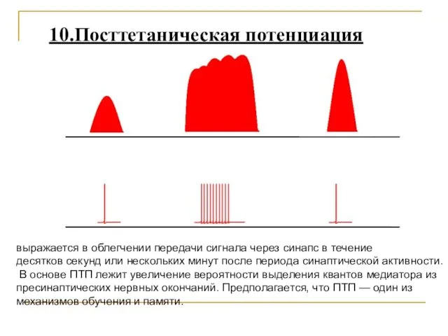 10.Посттетаническая потенциация выражается в облегчении передачи сигнала через синапс в течение