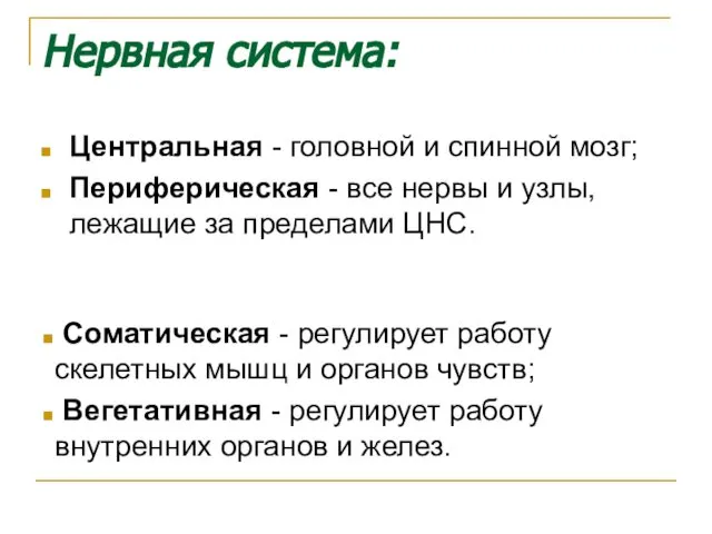 Нервная система: Центральная - головной и спинной мозг; Периферическая - все