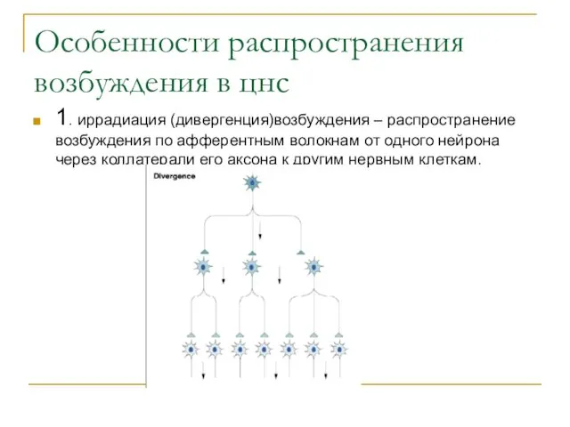 Особенности распространения возбуждения в цнс 1. иррадиация (дивергенция)возбуждения – распространение возбуждения