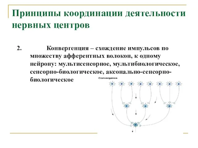 Принципы координации деятельности нервных центров 2. Конвергенция – схождение импульсов по