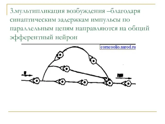 3.мультипликация возбуждения –благодаря синаптическим задержкам импульсы по параллельным цепям направляются на общий эфферентный нейрон