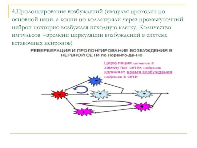 4.Пролонгирование возбуждений (импульс проходит по основной цепи, а копии по коллатерали