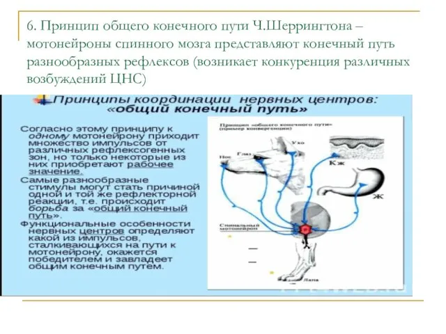 6. Принцип общего конечного пути Ч.Шеррингтона – мотонейроны спинного мозга представляют