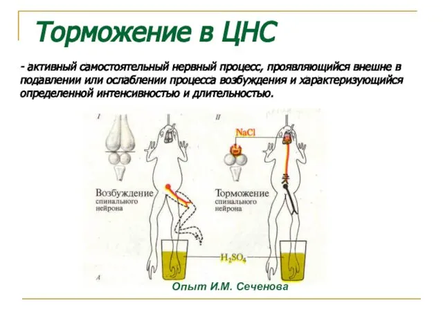 Торможение в ЦНС Опыт И.М. Сеченова - активный самостоятельный нервный процесс,