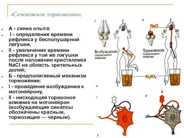 «Сеченовское торможение»: А - схема опыта: I - определение времени рефлекса