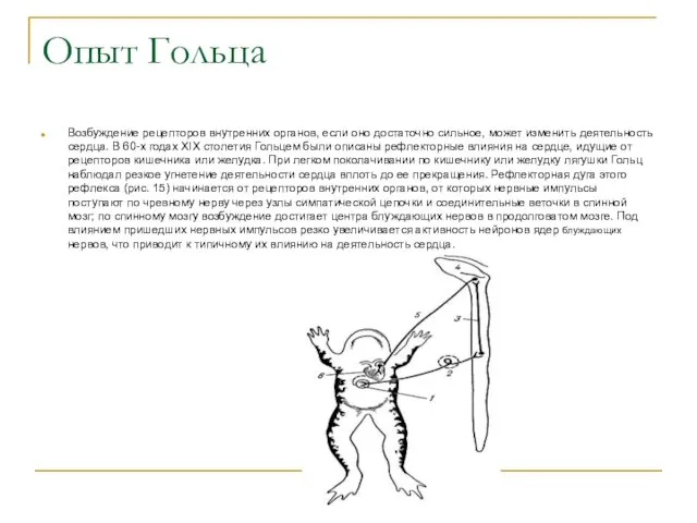Опыт Гольца Возбуждение рецепторов внутренних органов, если оно достаточно сильное, может
