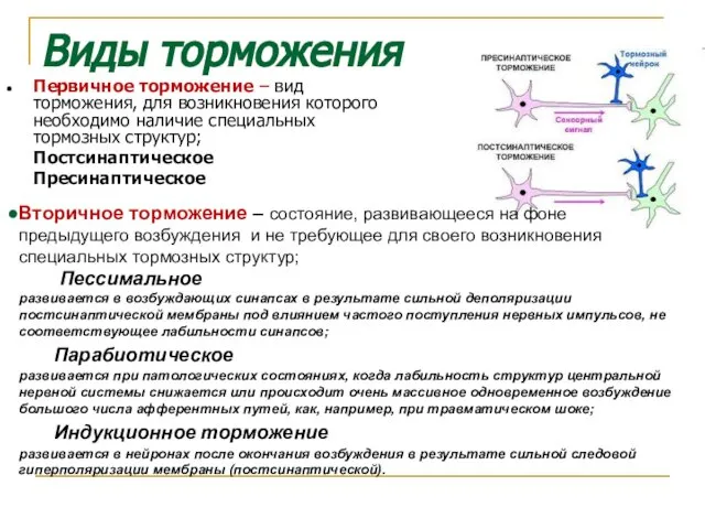 Виды торможения Первичное торможение – вид торможения, для возникновения которого необходимо