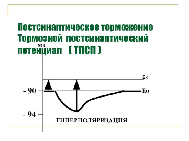 Постсинаптическое торможение Тормозной постсинаптический потенциал ( ТПСП ) - 90 - 94 мв Ео ГИПЕРПОЛЯРИЗАЦИЯ Ек