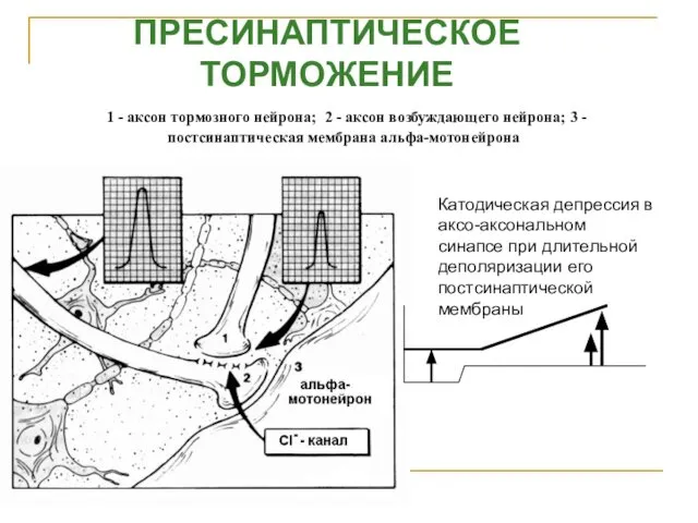 ПРЕСИНАПТИЧЕСКОЕ ТОРМОЖЕНИЕ 1 - аксон тормозного нейрона; 2 - аксон возбуждающего